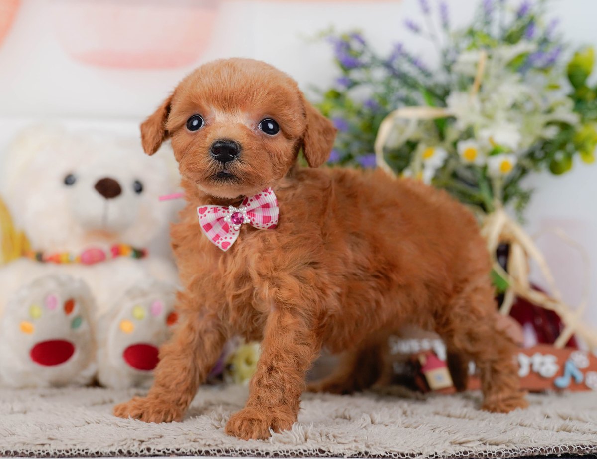 タイニー・プードル | 女の子 | レッド | 2026年8月24日（ID:dog-200018604）