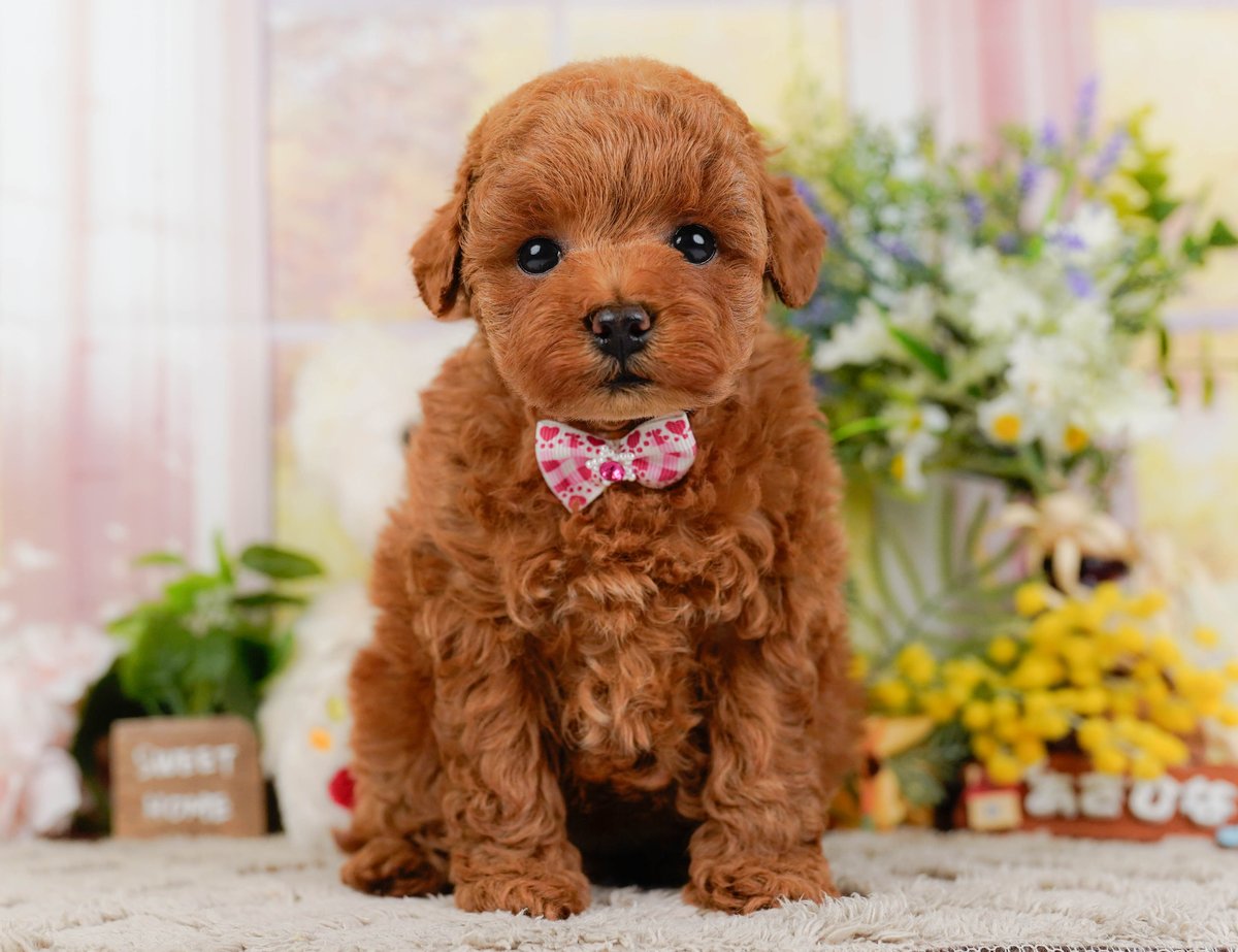 トイ・プードル | 女の子 | レッド | 2026年8月30日（ID:dog-200018658）