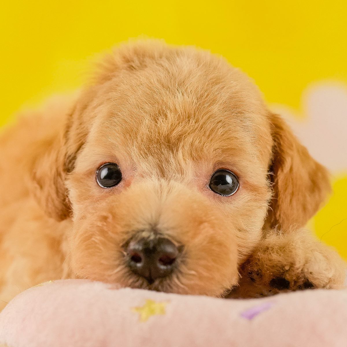 タイニー・プードル | 女の子 | アプリコット | 2026年9月3日（ID:dog-200018703）