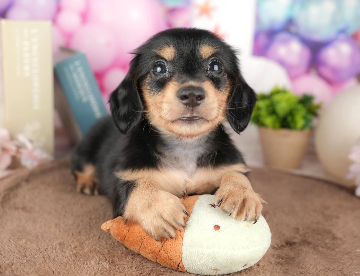 ミニチュア・ダックスフンド(ロング) | 男の子 | ブラック＆タン | 2026年9月4日（ID:dog-200018718）