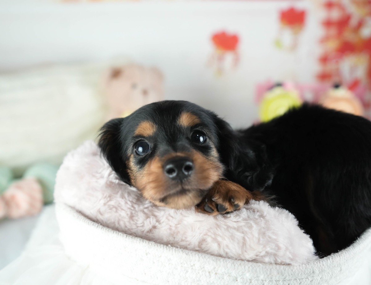 ミニチュア・ダックスフンド(ロング) | 男の子 | ブラック&タン | 2026年9月6日(ID:dog-200018733)