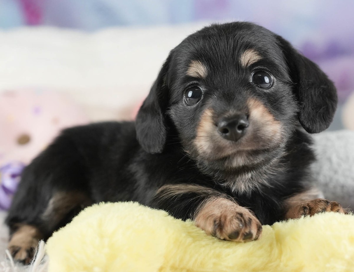 チワックス | 男の子 | ブラック&タン | 2026年8月21日(ID:dog-30003999)