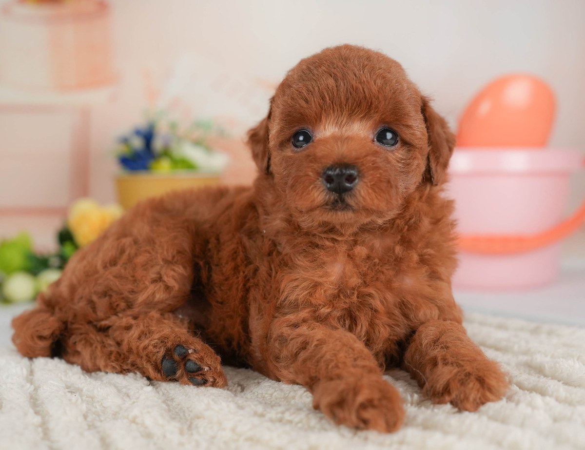 トイ・プードル | 女の子 | レッド | 2026年9月1日（ID:dog-30004062）
