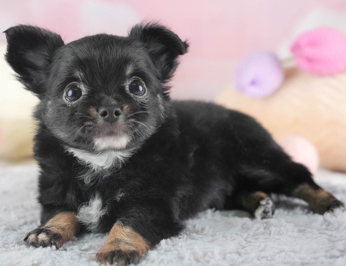 チワワ(ロング) | 男の子 | ブラックタン＆ホワイト | 2026年9月2日（ID:dog-30004068）