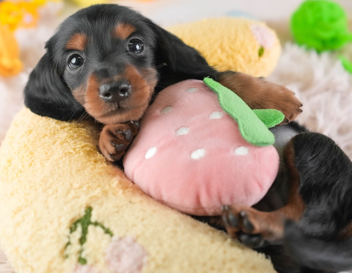 カニンヘン・ダックスフンド(ロング) | 男の子 | ブラック&タン | 2026年9月5日(ID:dog-30004095)