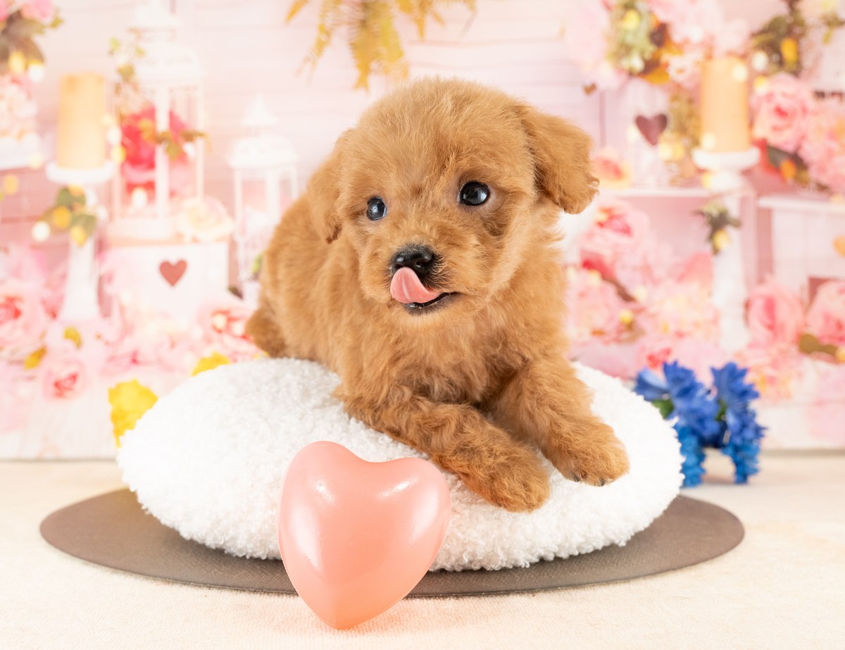 トイ・プードル | 女の子 | レッド | 2026年8月14日（ID:dog-40001530）