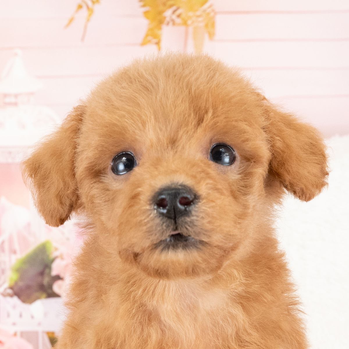 トイ・プードル | 女の子 | レッド | 2026年8月14日（ID:dog-40001530）