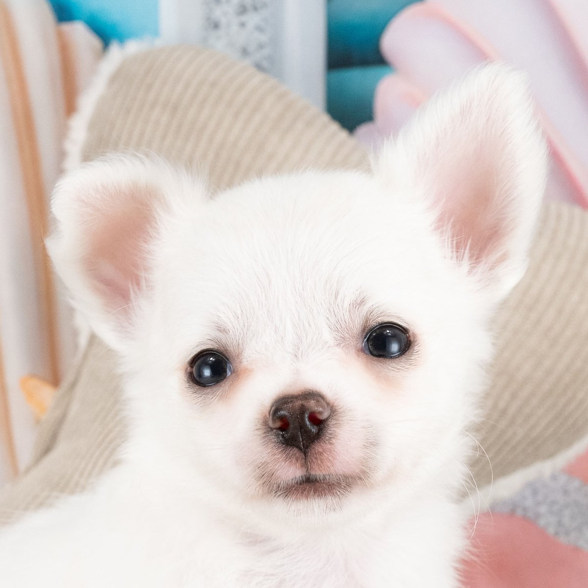 チワワ(ロング) | 男の子 | ホワイト | 2026年8月22日（ID:dog-40001568）