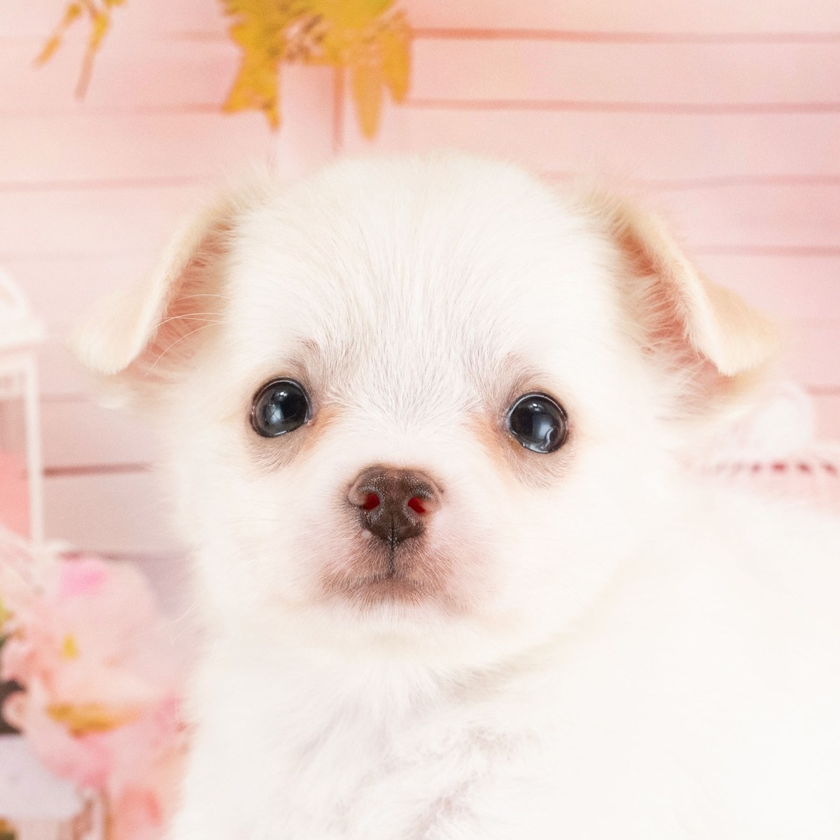 チワワ(ロング) | 男の子 | ホワイト＆クリーム | 2026年8月22日（ID:dog-40001570）