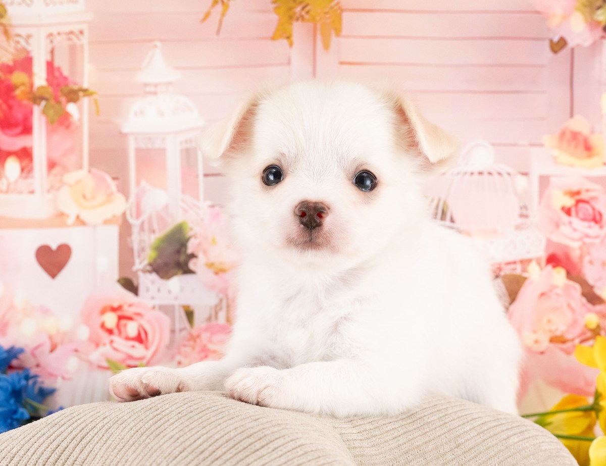 チワワ(ロング) | 男の子 | ホワイト＆クリーム | 2026年8月22日（ID:dog-40001570）