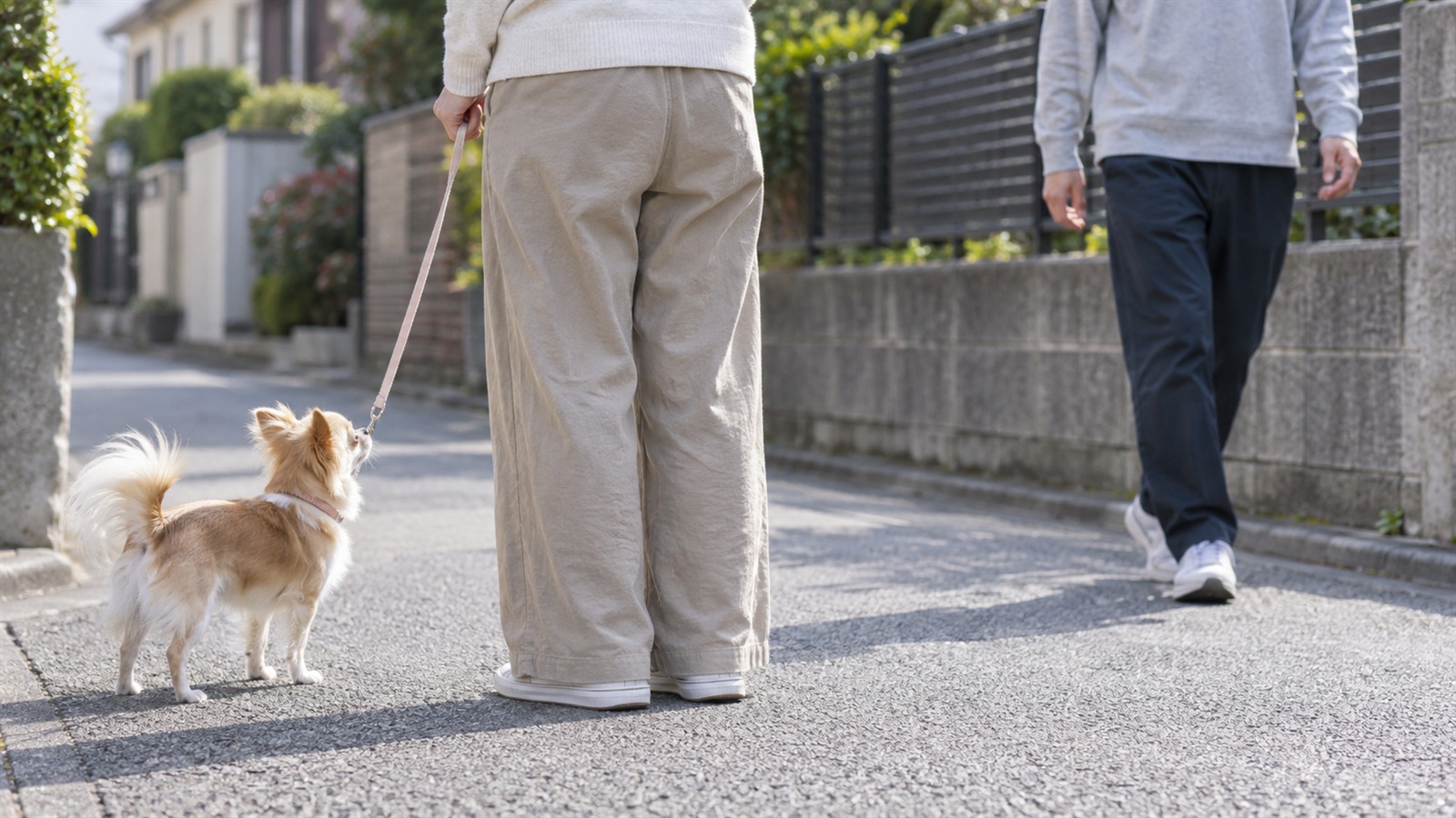 散歩中、チワワと通行人のあいだに立って犬の視界をさえぎっている飼い主の写真