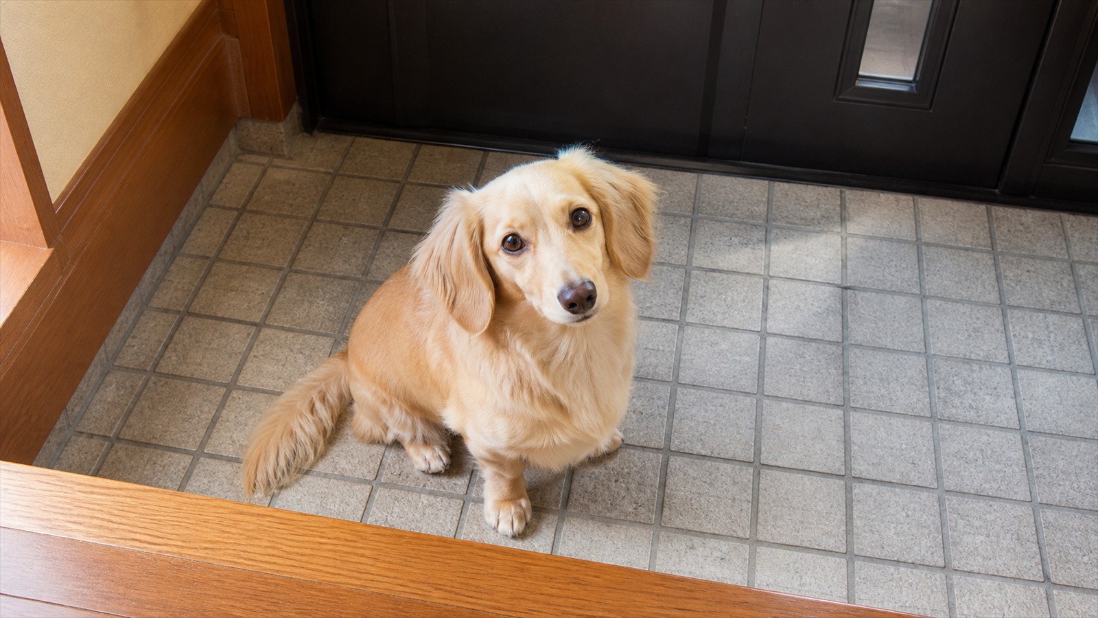 玄関のドアの内側で、こちらを見上げて座っている小型犬の写真