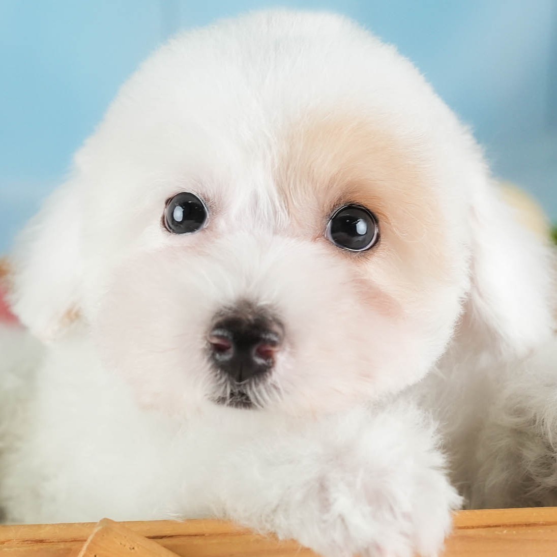 白いふわふわの毛で、目のまわりがうすいクリーム色の、ホワイトのビションプーの子犬の顔のアップの写真
