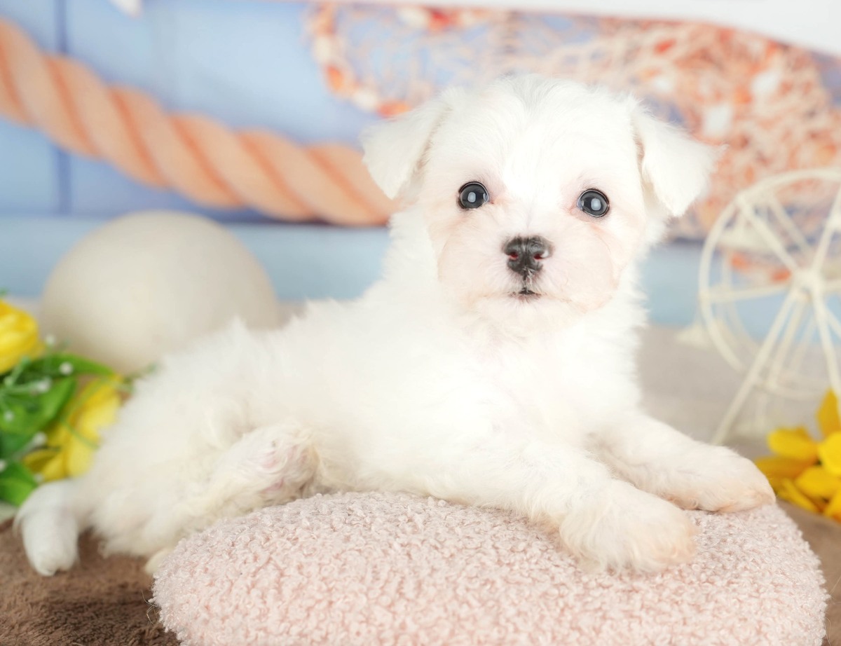 ピンクのクッションの上に伏せてこちらを見ている、当犬舎のビションフリーゼの子犬(ホワイト)の写真