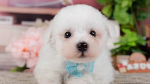【2026】ビションフリーゼの大きさ｜成犬は何キロ？子犬の選び方