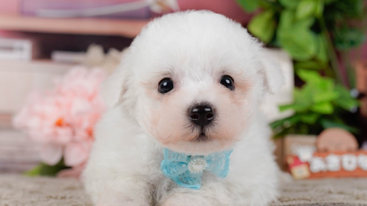 【2026】ビションフリーゼの大きさ｜成犬は何キロ？子犬の選び方