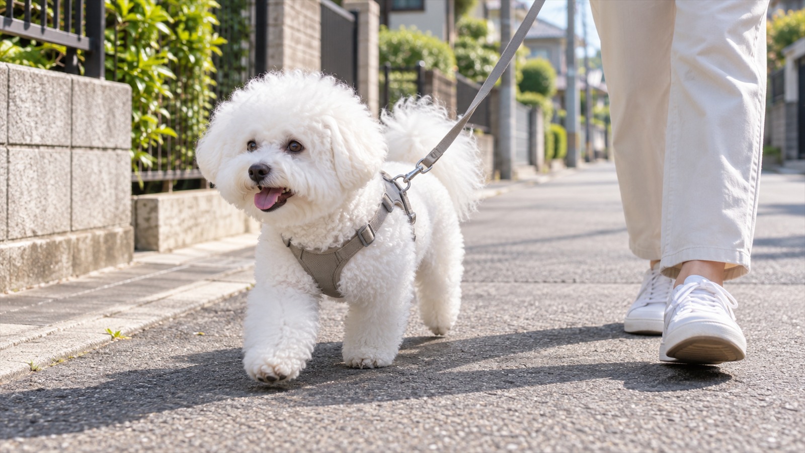 朝の住宅街の歩道を、ハーネスとリードをつけて軽い足取りで歩いている、純白の巻き毛を丸くカットしたビションフリーゼと、リードを持って横を歩く人の足元の写真