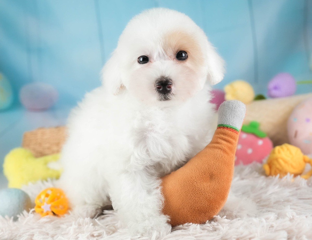 白いラグの上でオレンジのおもちゃにもたれている、ホワイトのビションプーの子犬の写真