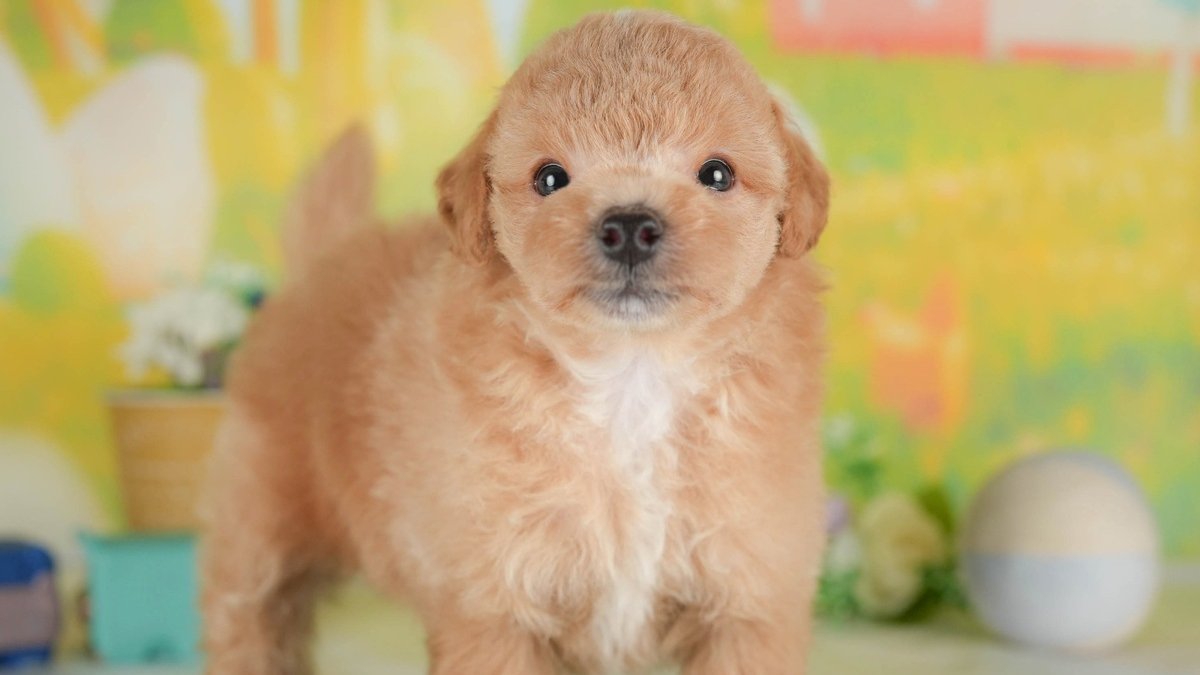 【2026】ビションプーとは？成犬の大きさ・毛色・性格・欠点