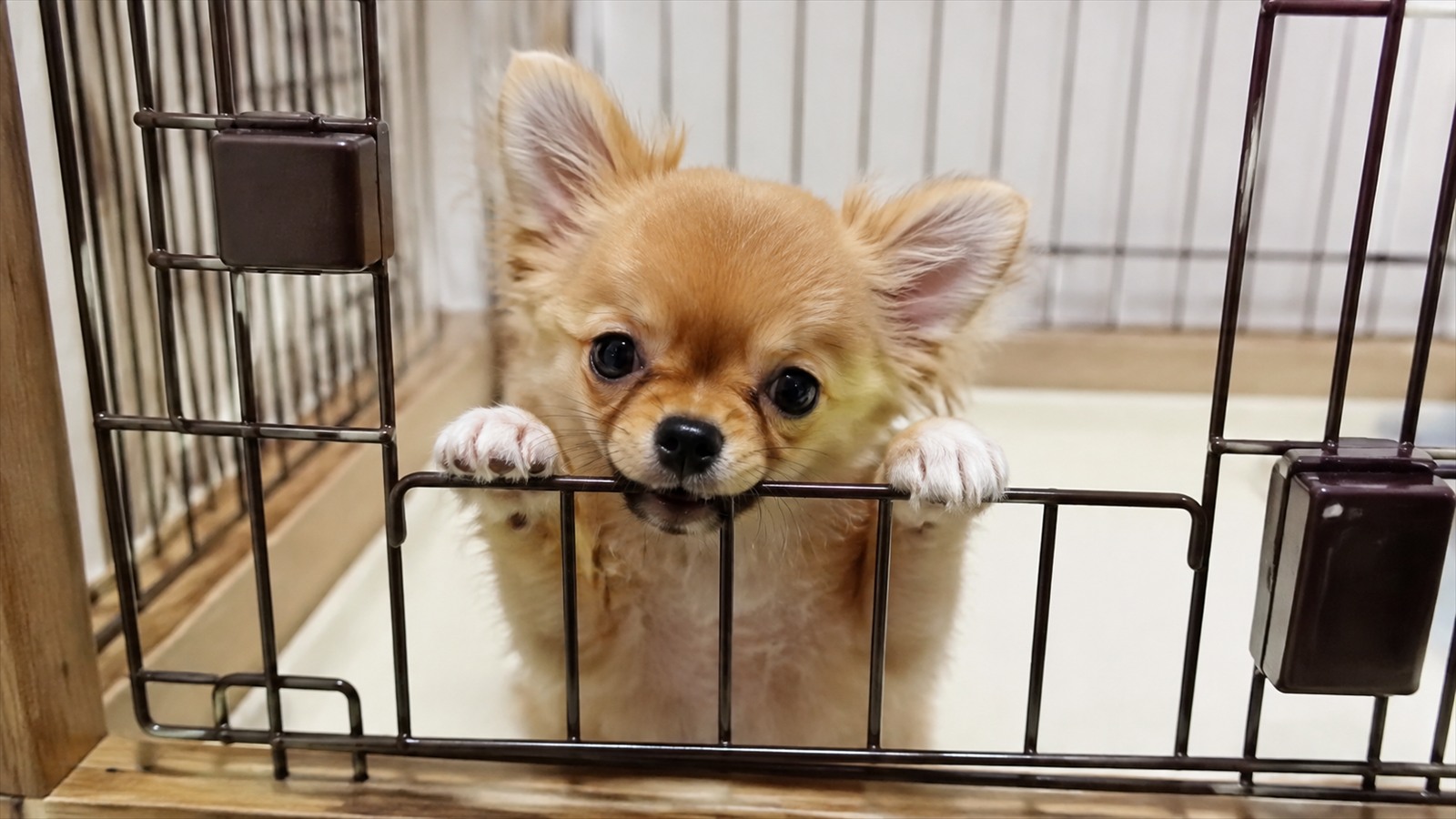 ケージの出入口の柵に前足をかけ、口を近づけている小型犬の写真