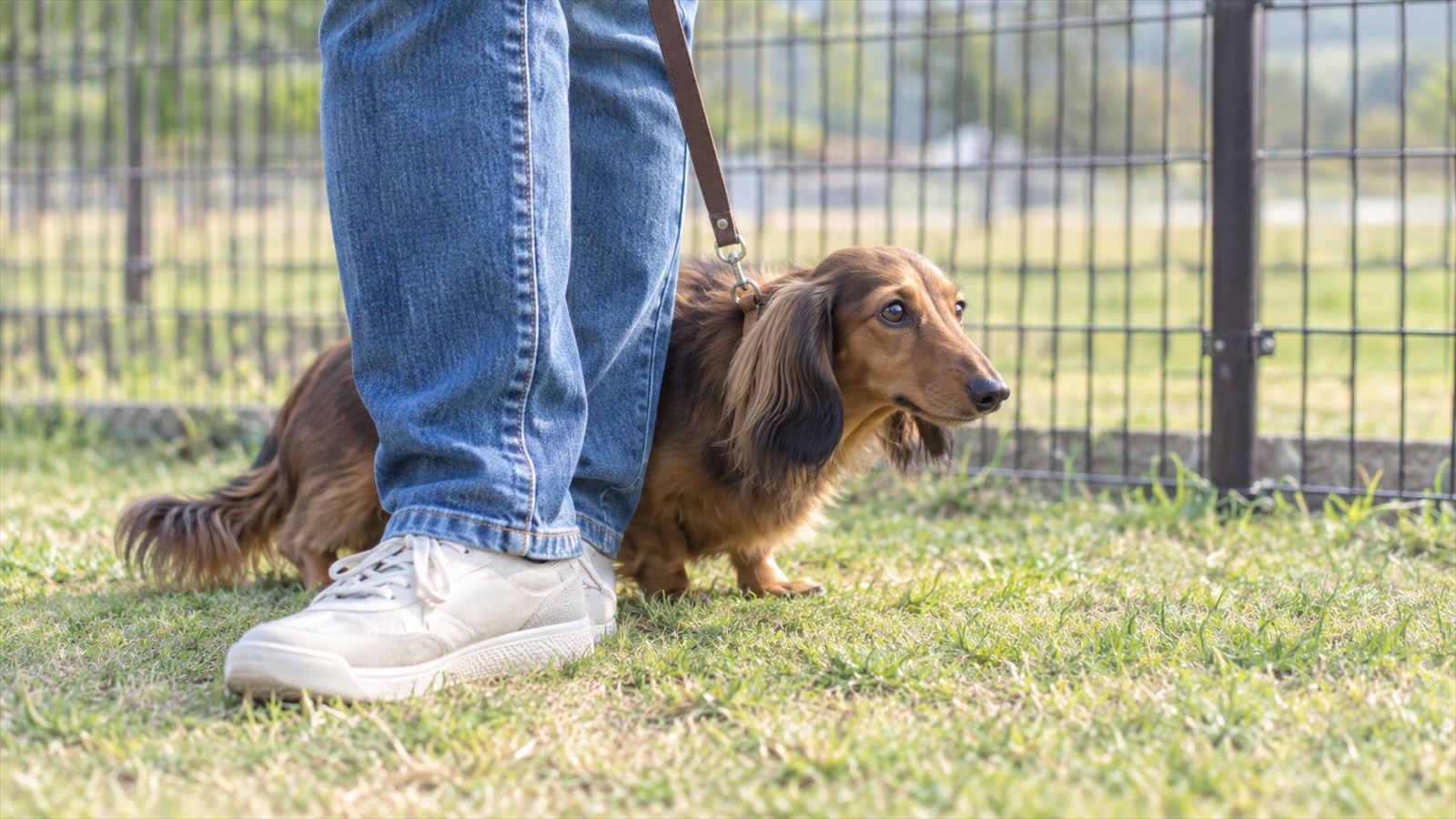 柵で囲まれたドッグランで、リードを付けたミニチュアダックスフンドが飼い主の足のそばに寄って、遠くを見ている写真