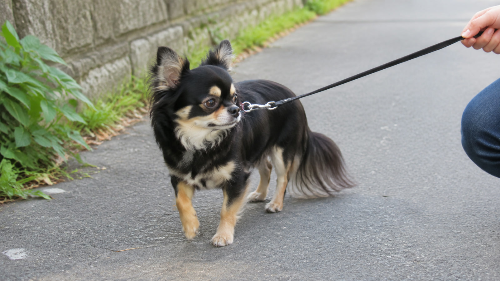 s*！様 カーミングシグナル　犬　しつけ カーミングシグナル一覧｜犬のサインの意味と返し方【2026】 | フロー