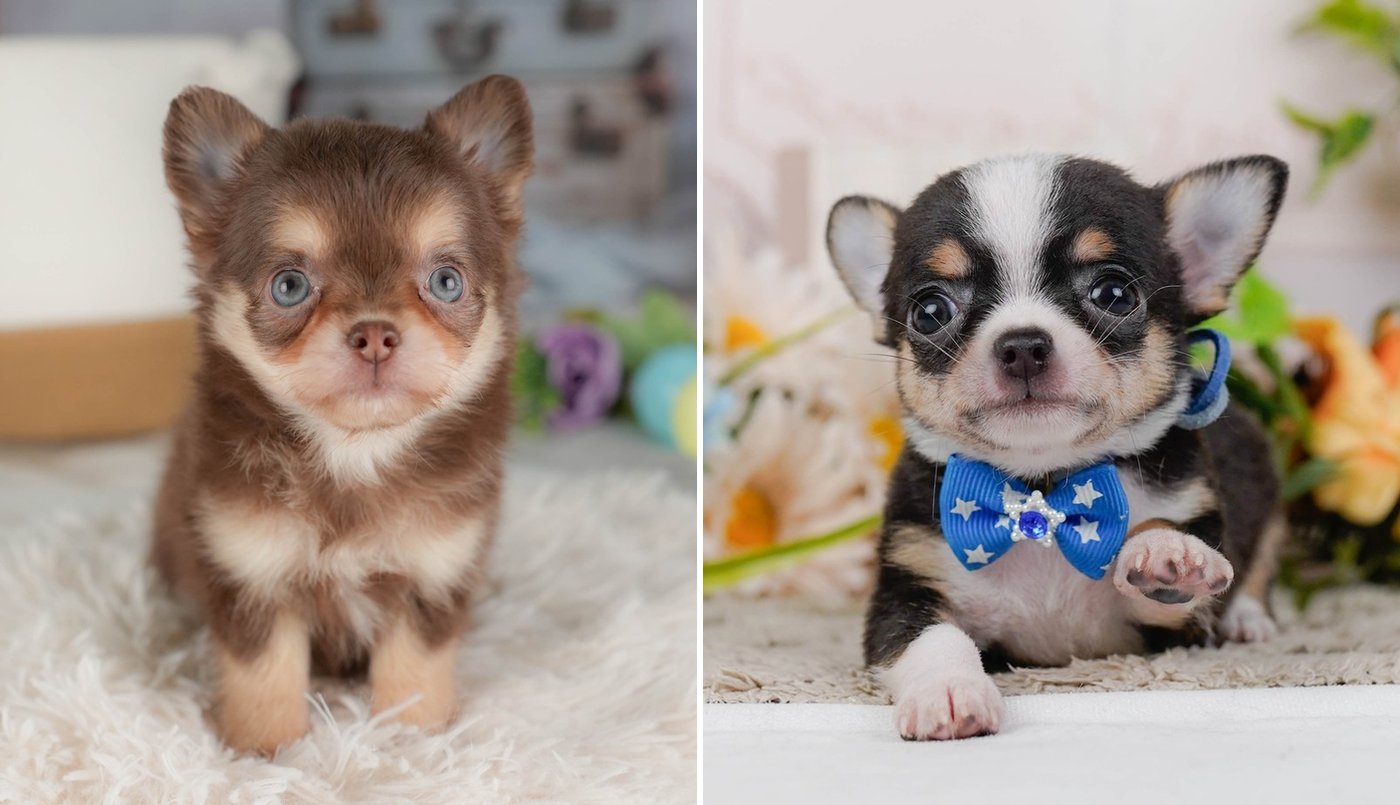 左はチョコレート＆タンのロングコートのチワワの子犬、右はブラック＆ホワイトのスムースコートのチワワの子犬。別々の2枚の写真を横に並べたもの