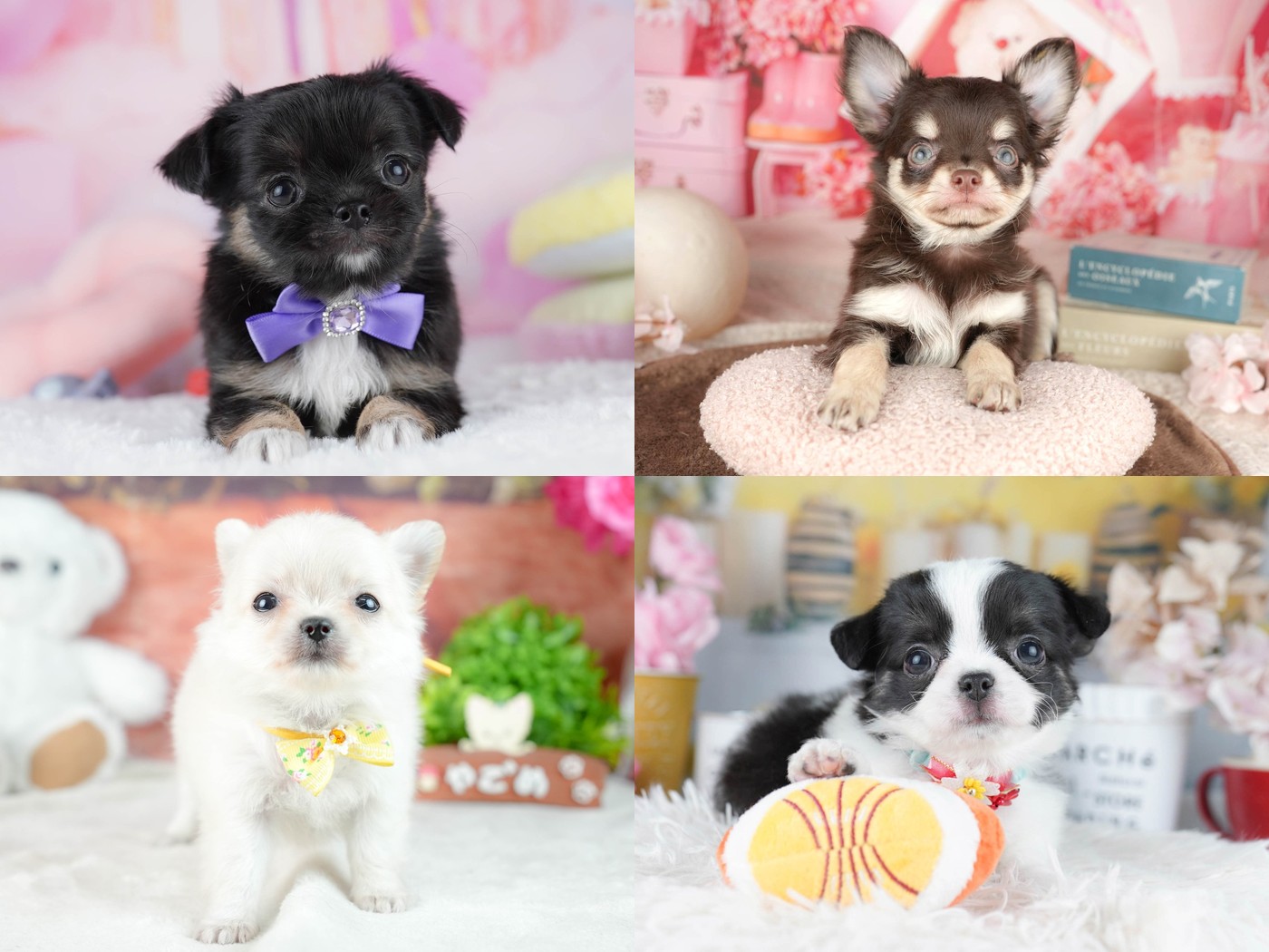 ブラック&タン、チョコレート&タン、クリーム、ブラックタン&ホワイトのロングコートチワワの子犬の写真を2行2列に並べた1枚。4頭は別々の子