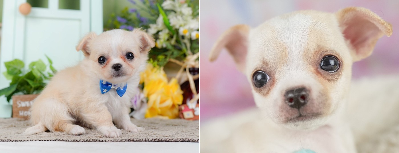 どちらもクリーム&ホワイトのチワワの子犬。左は耳と体の毛が長いロングコート、右は毛の短いスムースコートの顔のアップで、別々の子