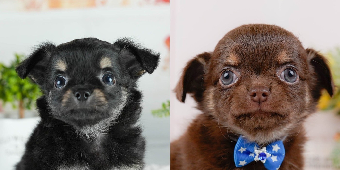 左は鼻が黒いブラック&タン、右は鼻が茶色いチョコレート&タンのロングコートチワワの子犬の顔のアップ。別々の子