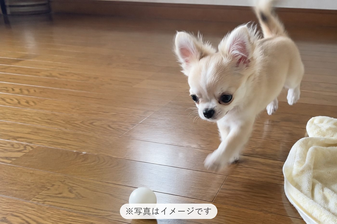 とってもかわいくて、毎日幸せです