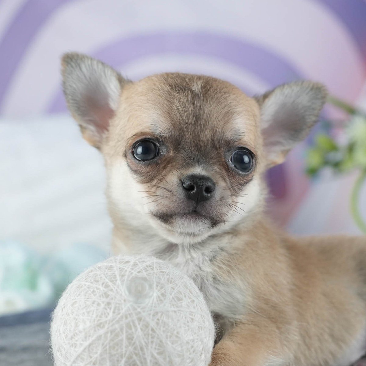 大きな耳を立ててこちらを見ている、フォーンのスムースコートのチワワの子犬の顔の写真