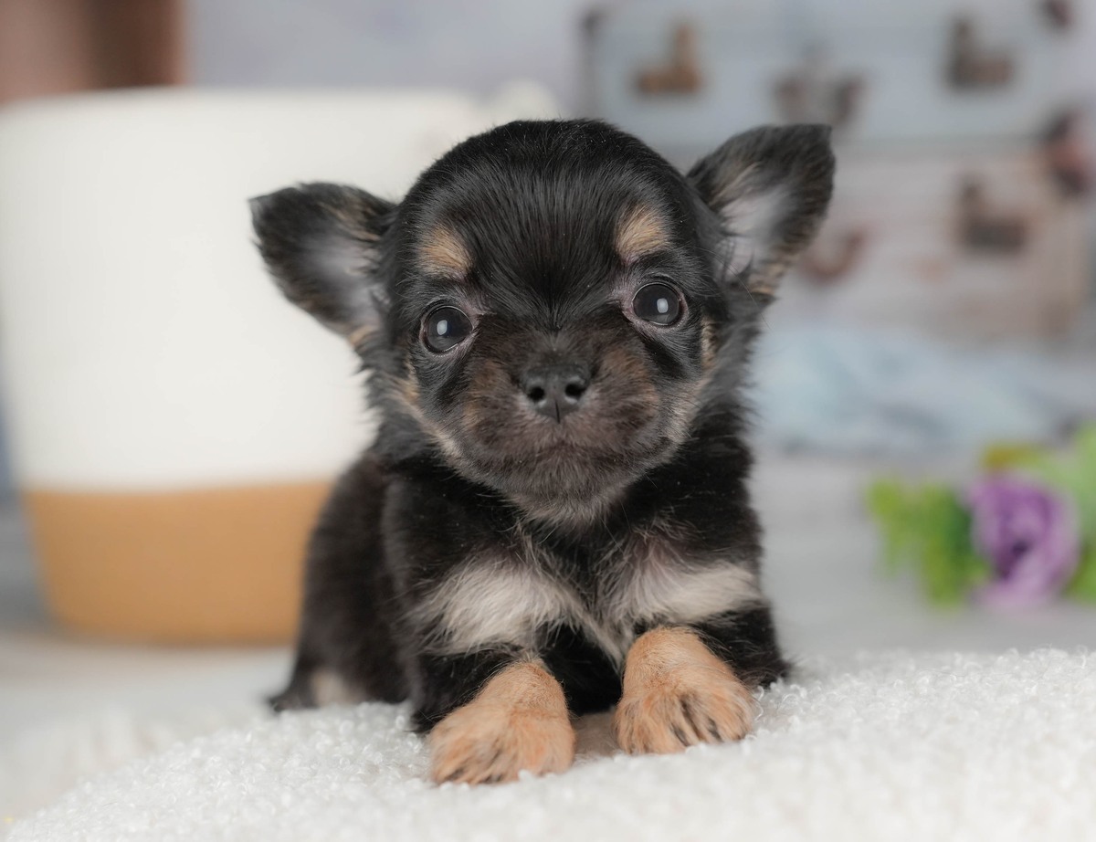 白い敷物の上で前足をそろえてこちらを見ている、ブラック＆タンのロングコートのチワワの子犬の写真