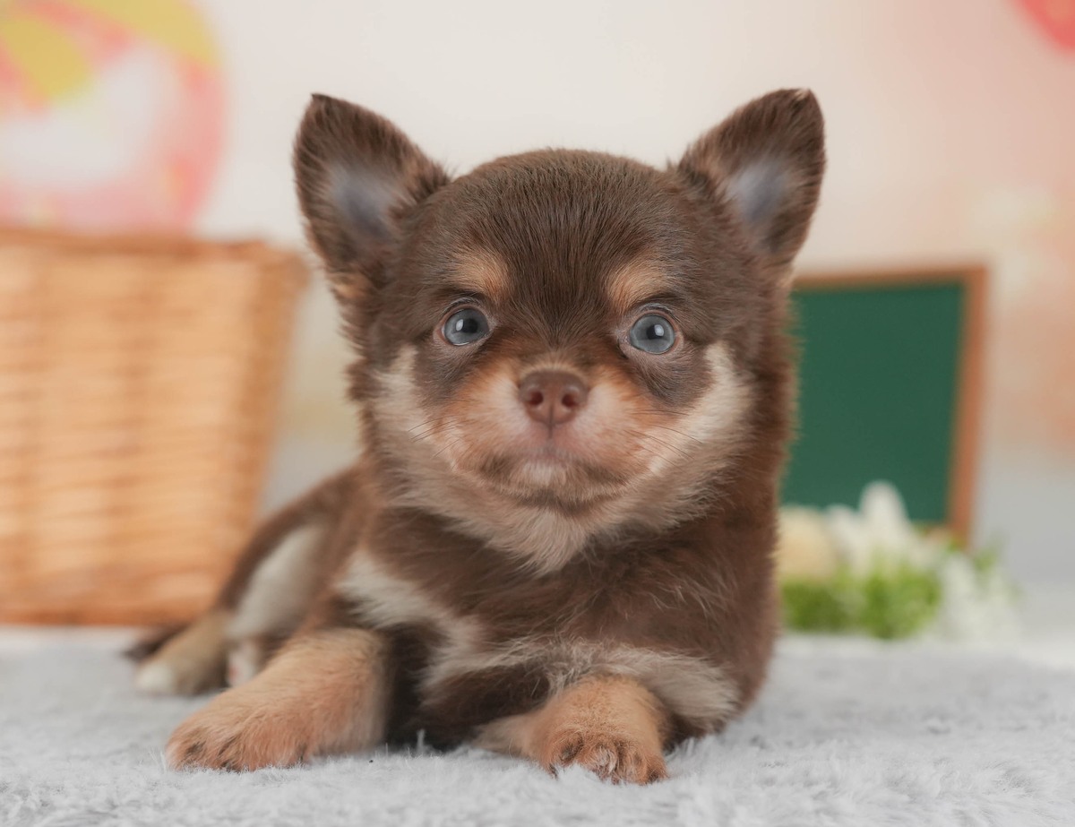 灰色のふわふわの敷物の上に伏せて、正面からこちらを見ている、チョコレートタンのロングのチワワの子犬の写真