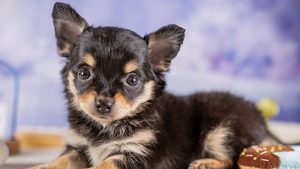 【2026】チワワの平均体重と大きさ｜成犬は何キロ？
