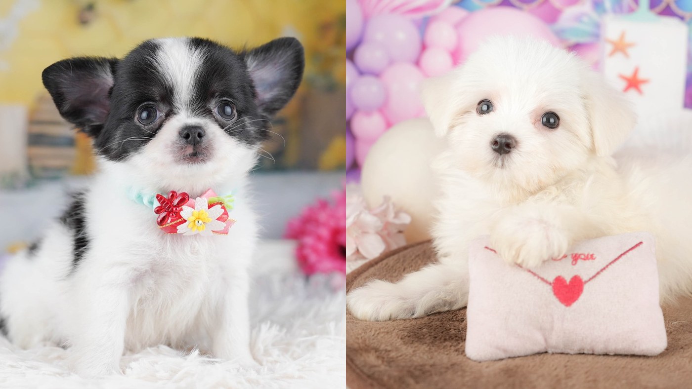 左はブラック&ホワイトのロングコートのチワワの子犬、右はホワイトのマルチーズの子犬。別々の2枚の写真を横に並べたもの