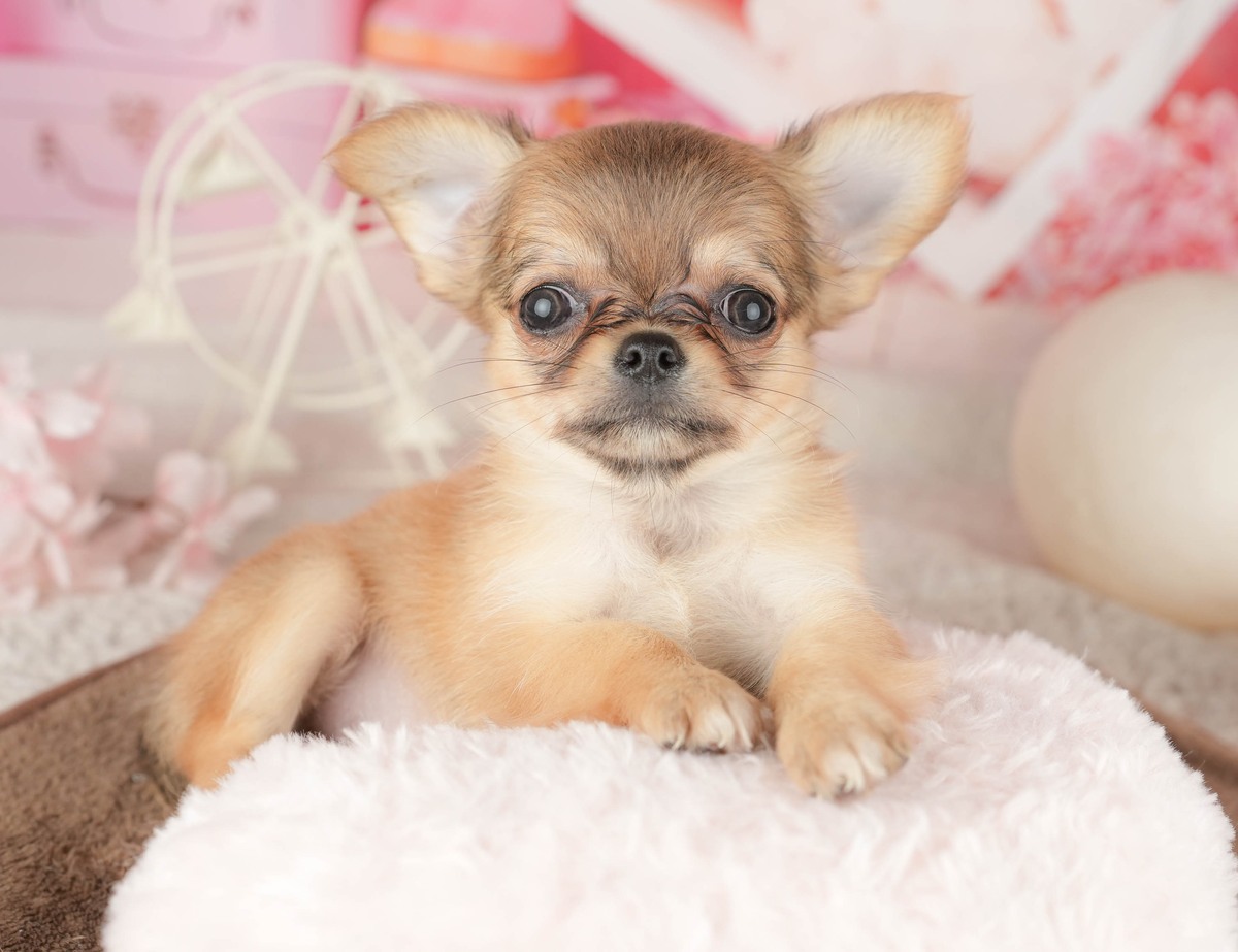 大きく立った耳と丸い頭がよく分かる、フォーンのロングコートのチワワの子犬が正面を向いて伏せている写真