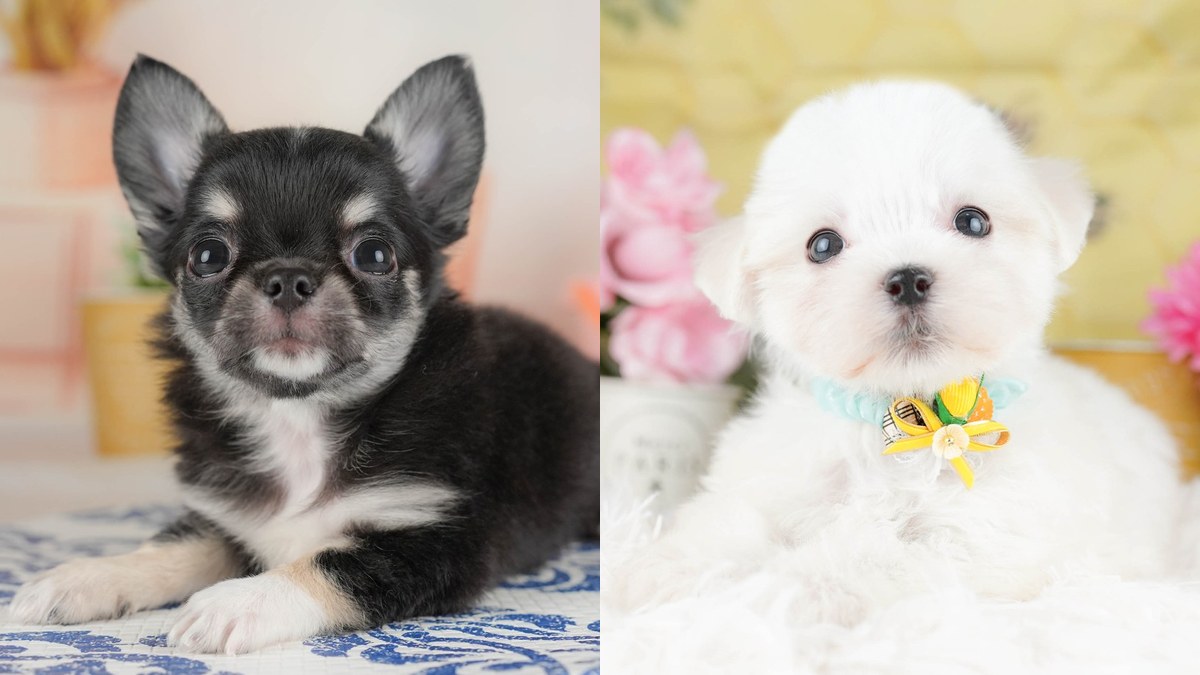 【2026】チワワとマルチーズの違い｜どっちが飼いやすい？