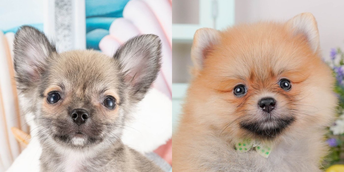 左はフォーンのロングコートのチワワの子犬、右はオレンジのポメラニアンの子犬。別々の2枚の写真を横に並べたもの