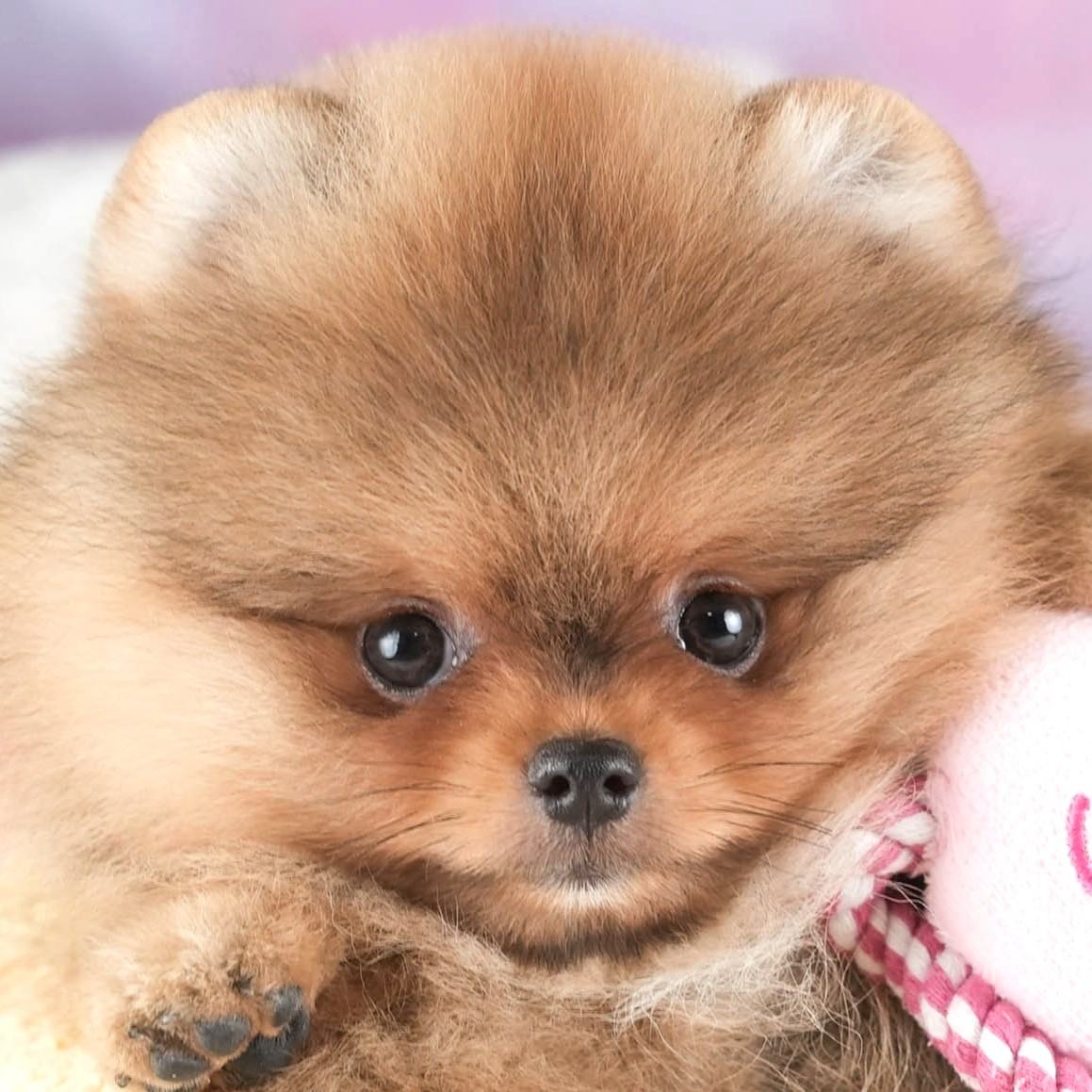 小さな耳と、首まわりのふわふわの毛がよく見える、オレンジのポメラニアンの子犬の顔の写真