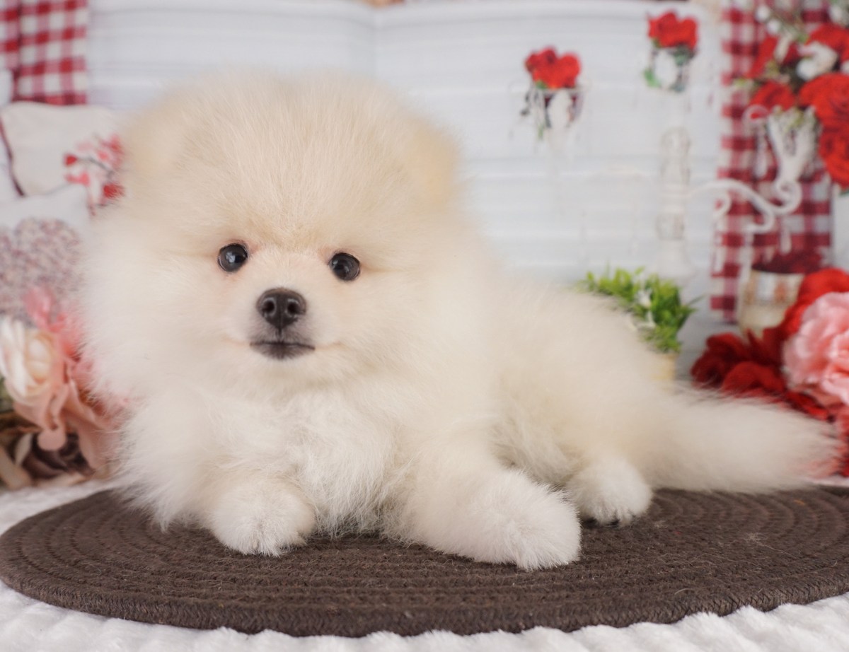ふわふわのクリーム色の毛をしたポメラニアンの子犬が、こちらを見て伏せている写真