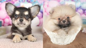 【2026】チワワとポメラニアンの違い｜どっちが飼いやすい？