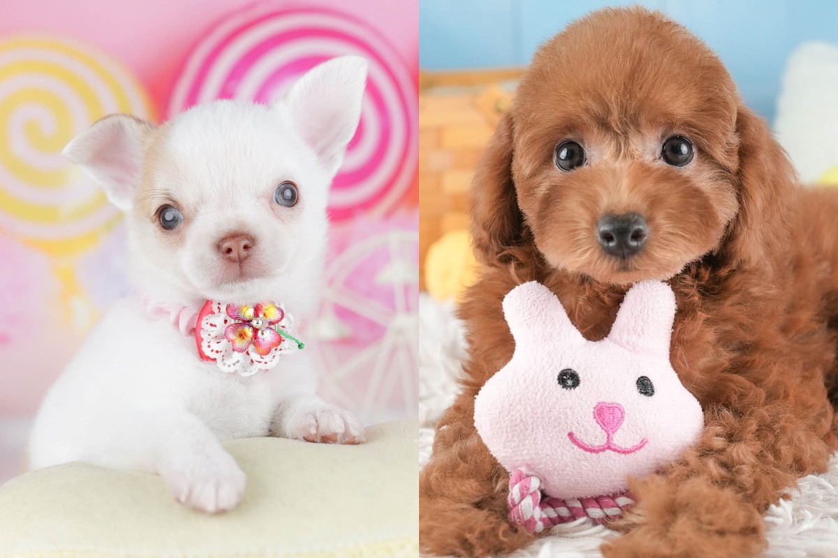 左は大きく立った耳のフォーンのチワワの子犬、右は巻き毛でたれ耳のレッドのトイ・プードルの子犬。別々の2枚の写真を横に並べたもの