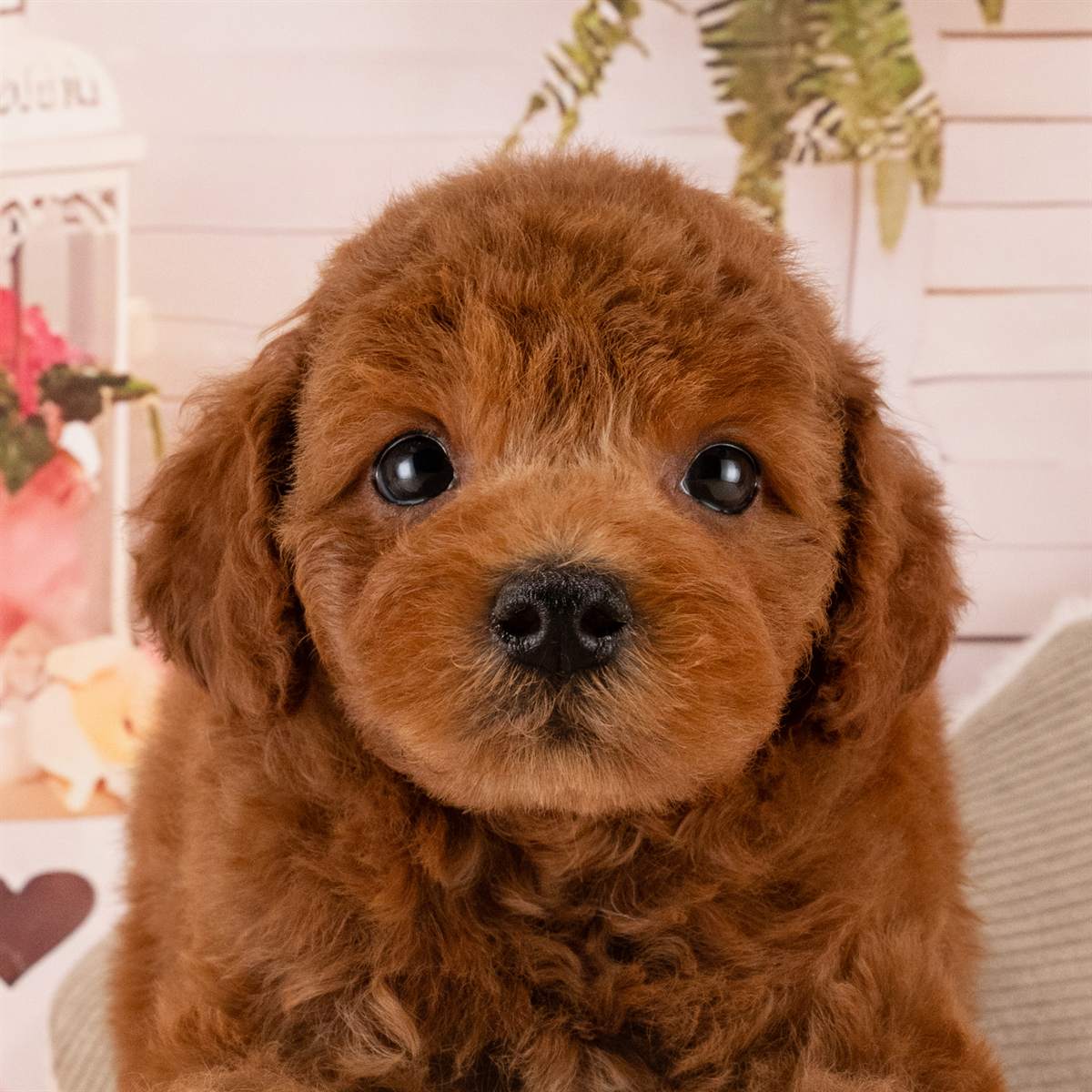巻いた毛とほおにそって垂れた耳がよく分かる、レッドのトイ・プードルの子犬の顔のアップの写真