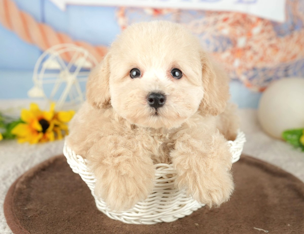 白いかごに前足をかけた、ふわふわと巻いた毛とたれた耳のクリームのトイ・プードルの子犬の写真