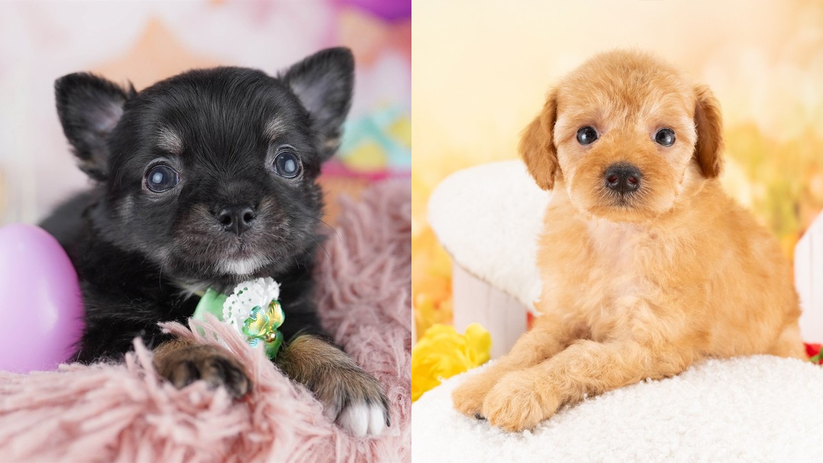 【2026】チワワとトイプードルの違い｜どっちが飼いやすい？