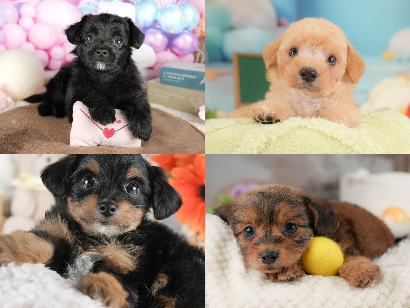 ブラック、アプリコット、ブラック&タン、レッドのチワプーの子犬の写真を2行2列に並べた1枚。4頭は別々の子で、4枚の写真を並べたもの