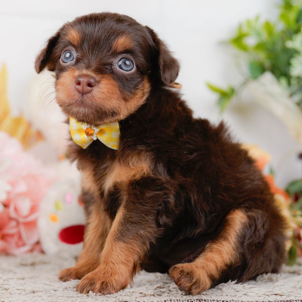 黄色いリボンをつけて座っている、チョコレート＆タンのチワプーの子犬の写真