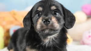 【2026】チワックスとは？成犬の大きさ・性格・寿命と欠点