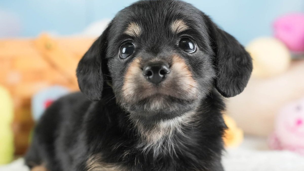 【2026】チワックスとは？成犬の大きさ・性格・寿命と欠点